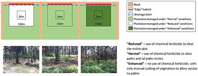 Restoring understory and riparian areas in oil palm plantations does not increase greenhouse gas fluxes